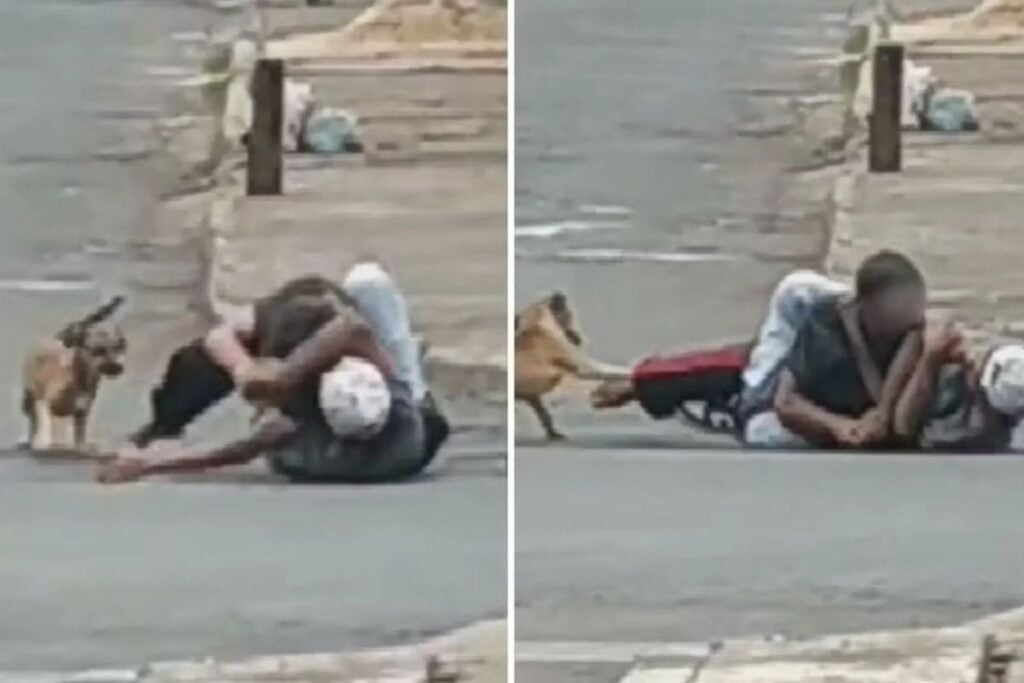 Cão caramelo defende tutor durante briga que interrompeu o trânsito em Goiás; veja o vídeocolorida cão caramelo tenta separar briga no meio da rua goiania