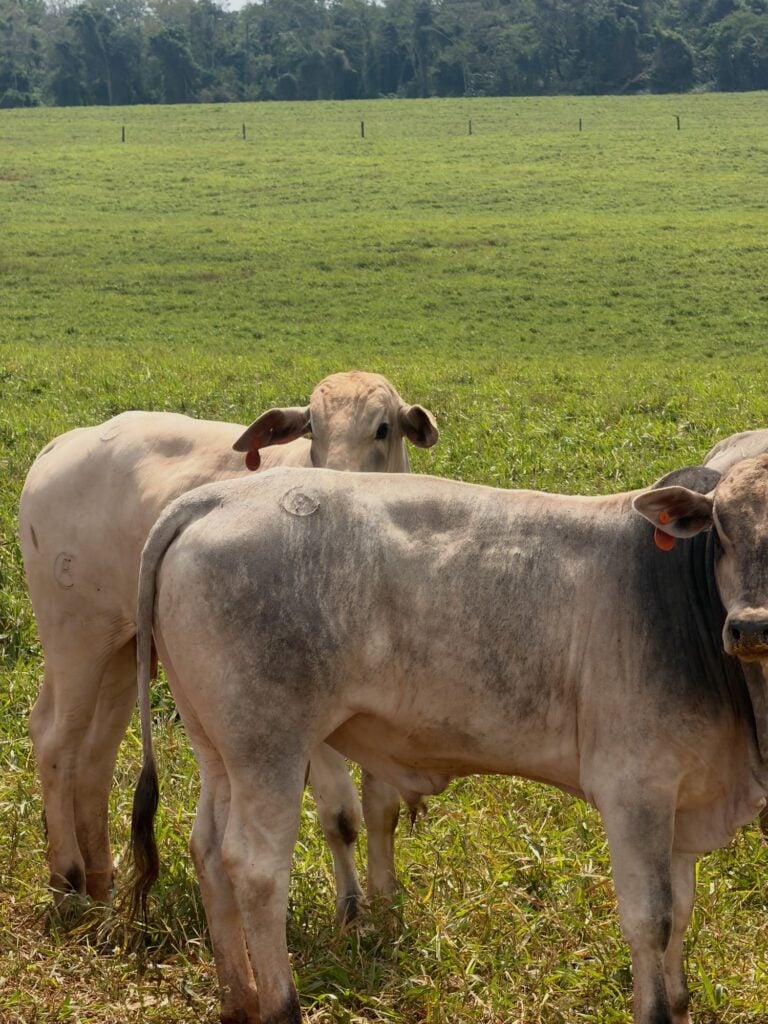 Ana Castela Mostra Fazenda Boiadera