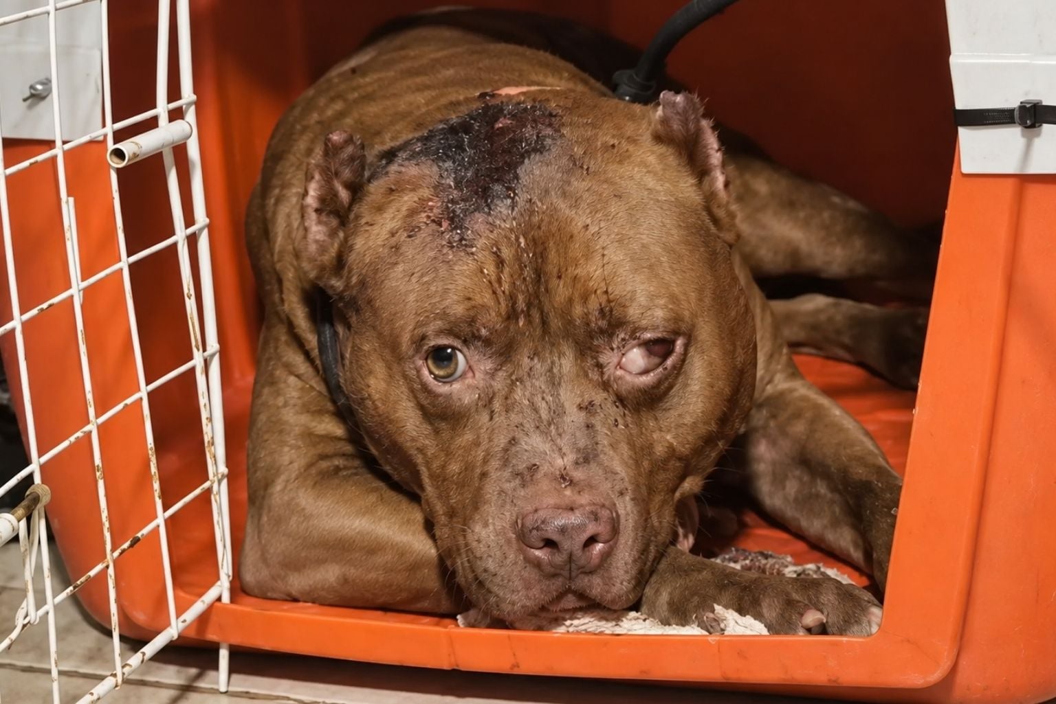 Menina De 3 Anos Morre Após Ataque De Pit-Bull Na Zona Oeste Do Rj